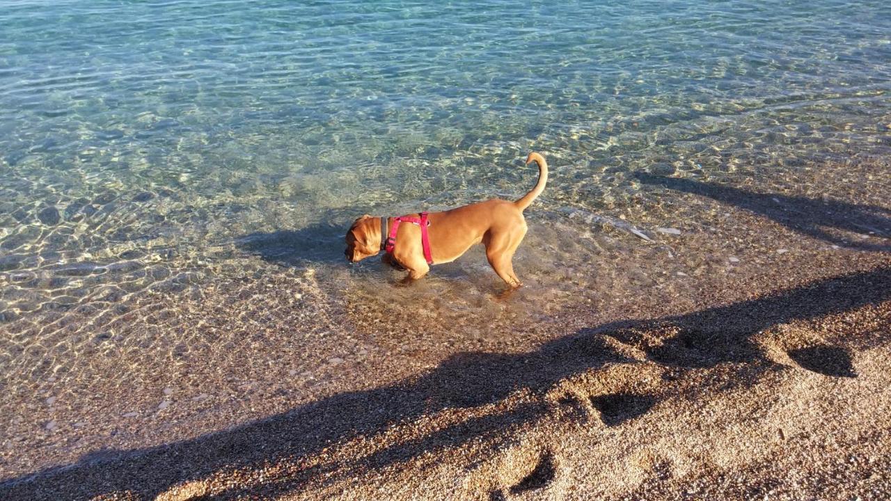 Appartamento Al Mare Via Delle Mimose باري ساردو المظهر الخارجي الصورة